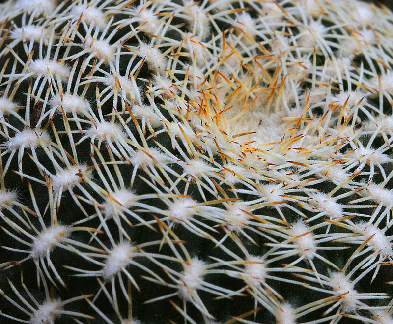 Sulcorebutia arenacea